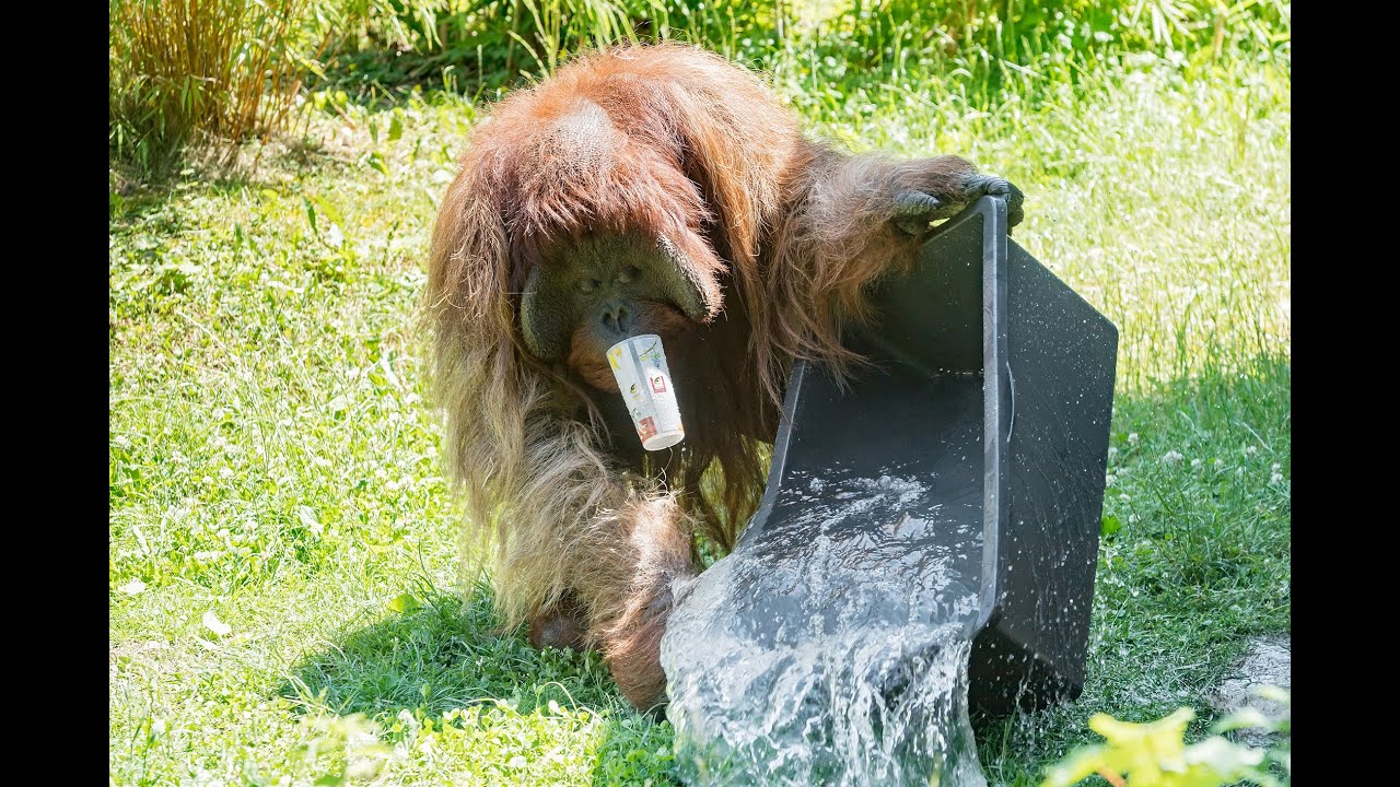Wasserspaß bei den Orang-Utans im Tiergarten Schönbrunn