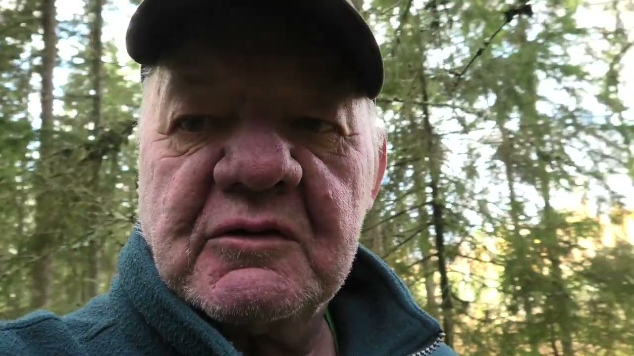 Suppilovahveroita keräilemässä
