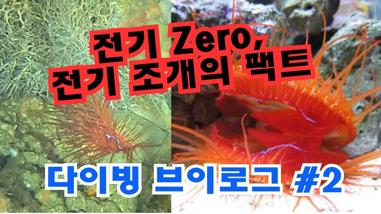 브이로그 다이빙 #2, 사방비치 #200bar (전기 조개, electric shell 팩트)