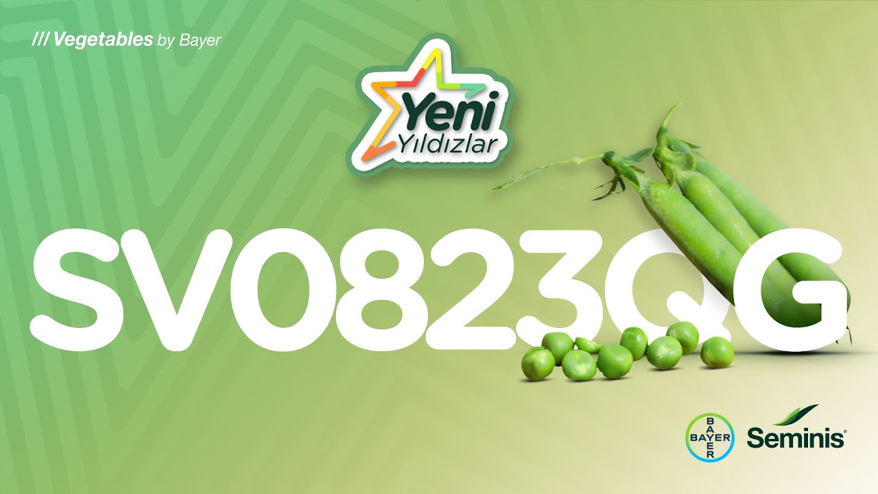 Yeni Yıldızlar: SV0823QG Bezelye