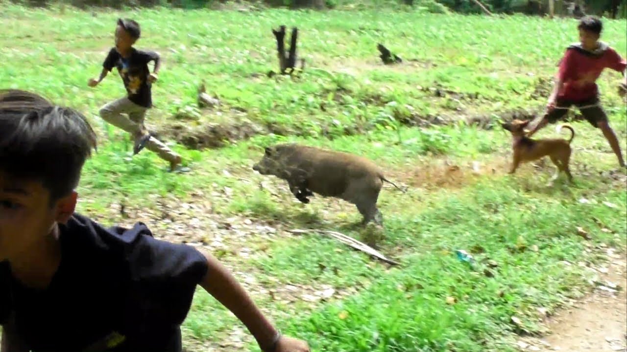 TOP VIDEO ⁉️ Berburu Babi Terbaik di Sumatera Barat di Akhir Tahun 2025