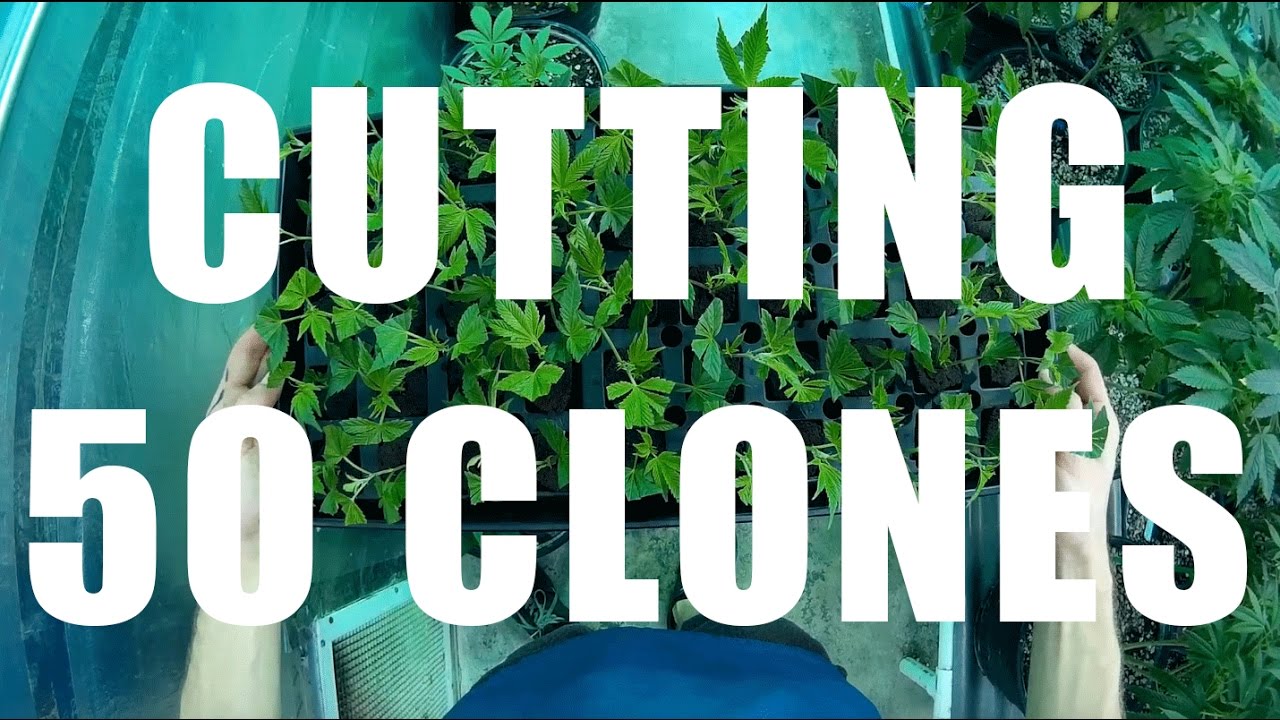 Cutting 50 weed clones