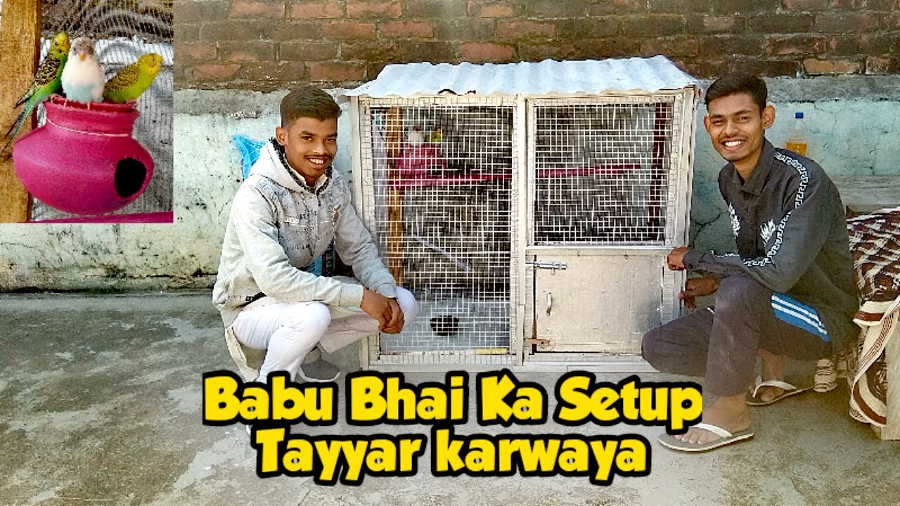 Babu Bhai Ka Budgies Parrot Setup Tayyar Karwaya || UB ||