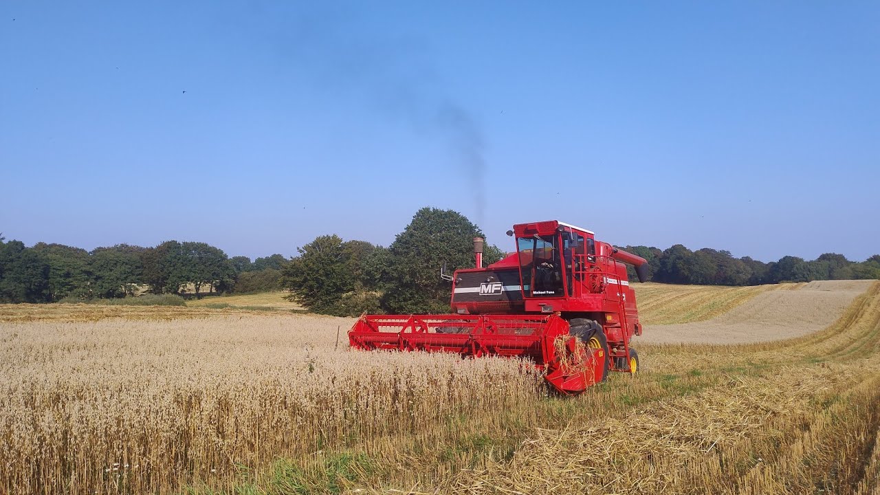Massey Ferguson 760 V8 harvesting Oats 2024