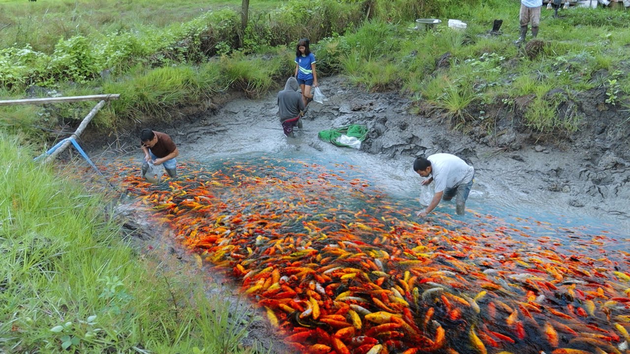 Amazing Thousands of fish Harvest!! Harvesting thousands of fish on mud pond, JAPANESE KOI FARMING