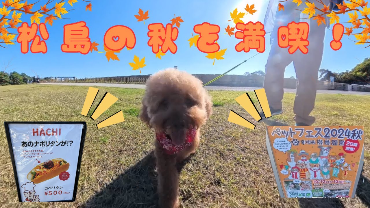 【松島ペットフェス】日本三景の宮城県松島で開催されたペットフェスに行って来ました。