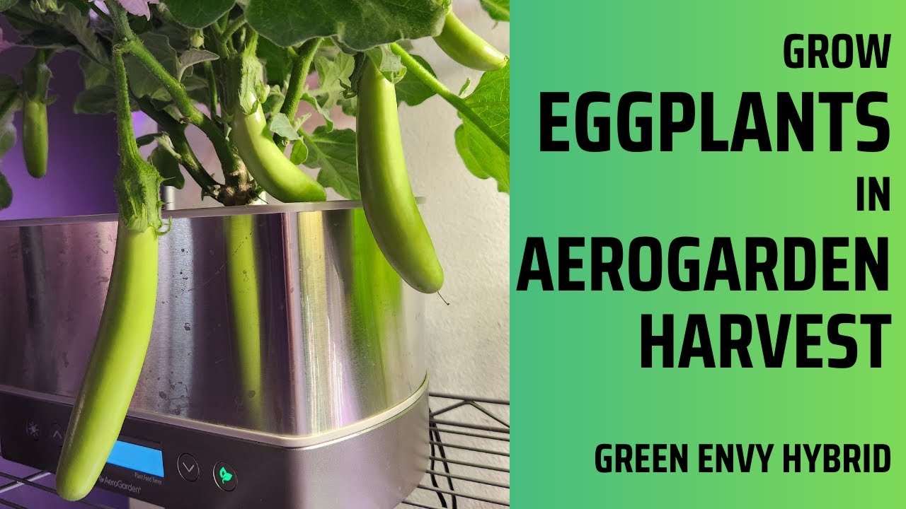 Выращивайте баклажаны в Aerogarden Harvest Hydroponics, Green Envy
