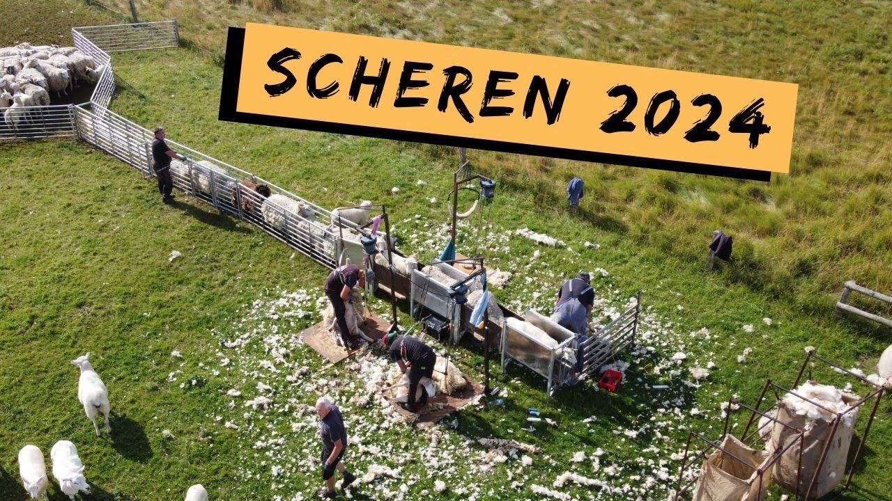 Schafe scheren mit Schurstraße | 4 Schafscherer gleichzeitig im Einsatz