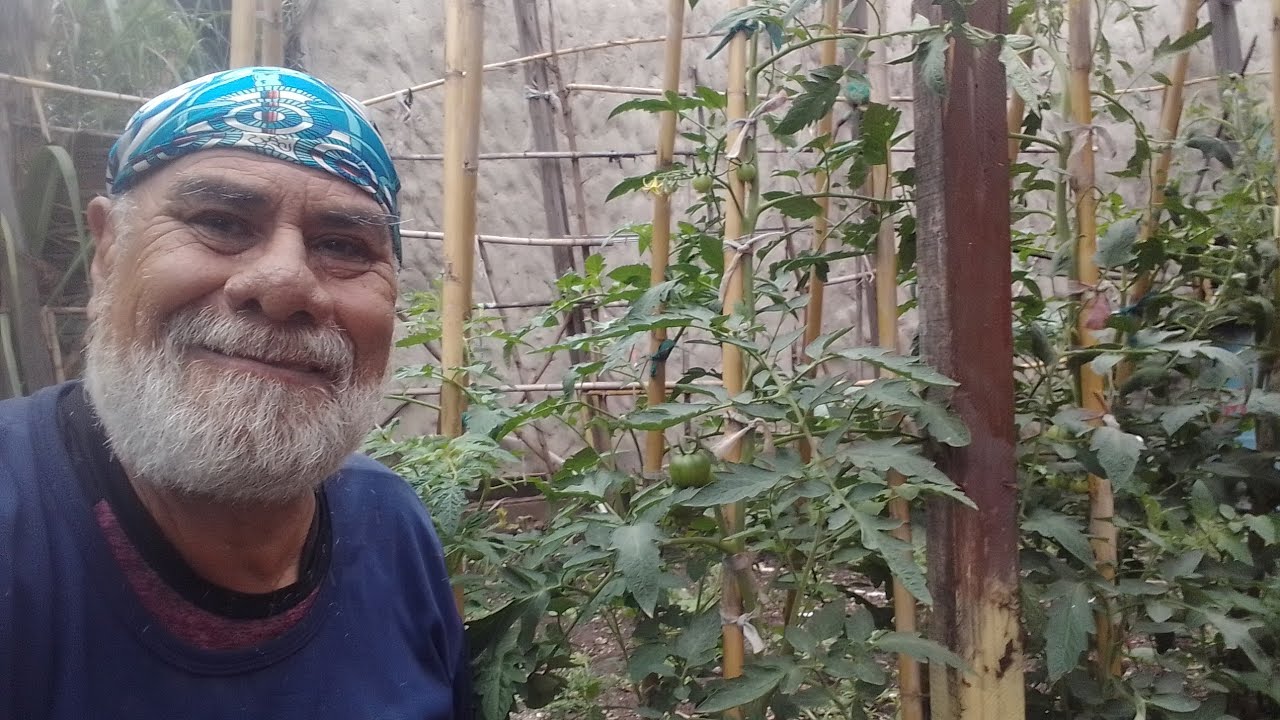 Gran progreso de los tomates