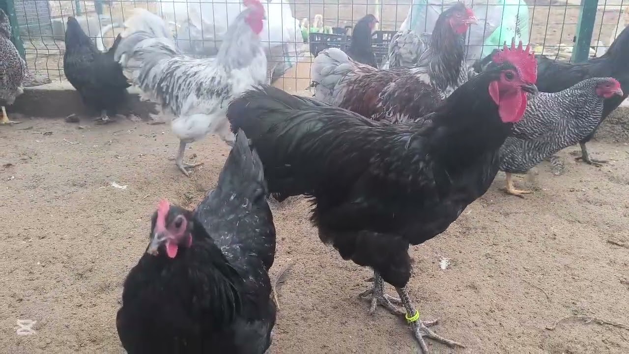 MAKİNA TEMİZLİĞİ YAPTIK -/- KULUÇKA MAKİNASINA YUMURTA YÜKLEDİK -/- HAYVANLARIMIZI İNCELEDİK
