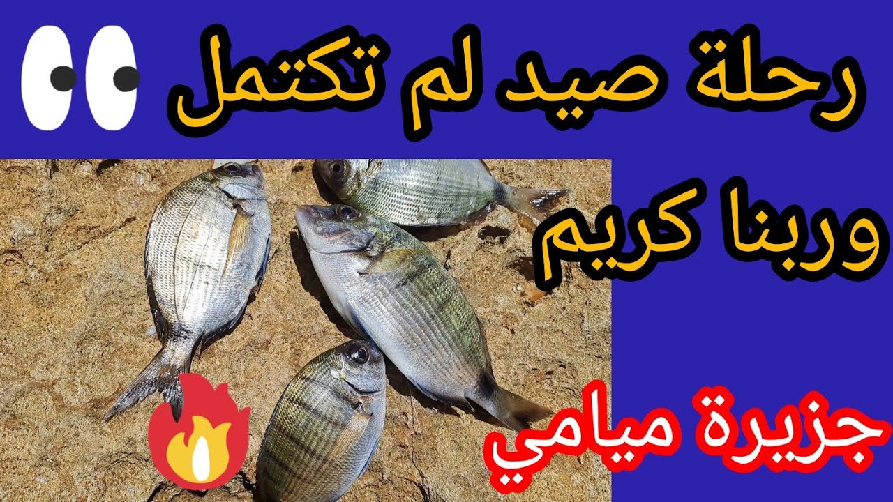رحلة صيد محمد نجيب لم تكتمل 😱 ولكن ربنا كريم رزقنا بشراغيش في جزيرة ميامي