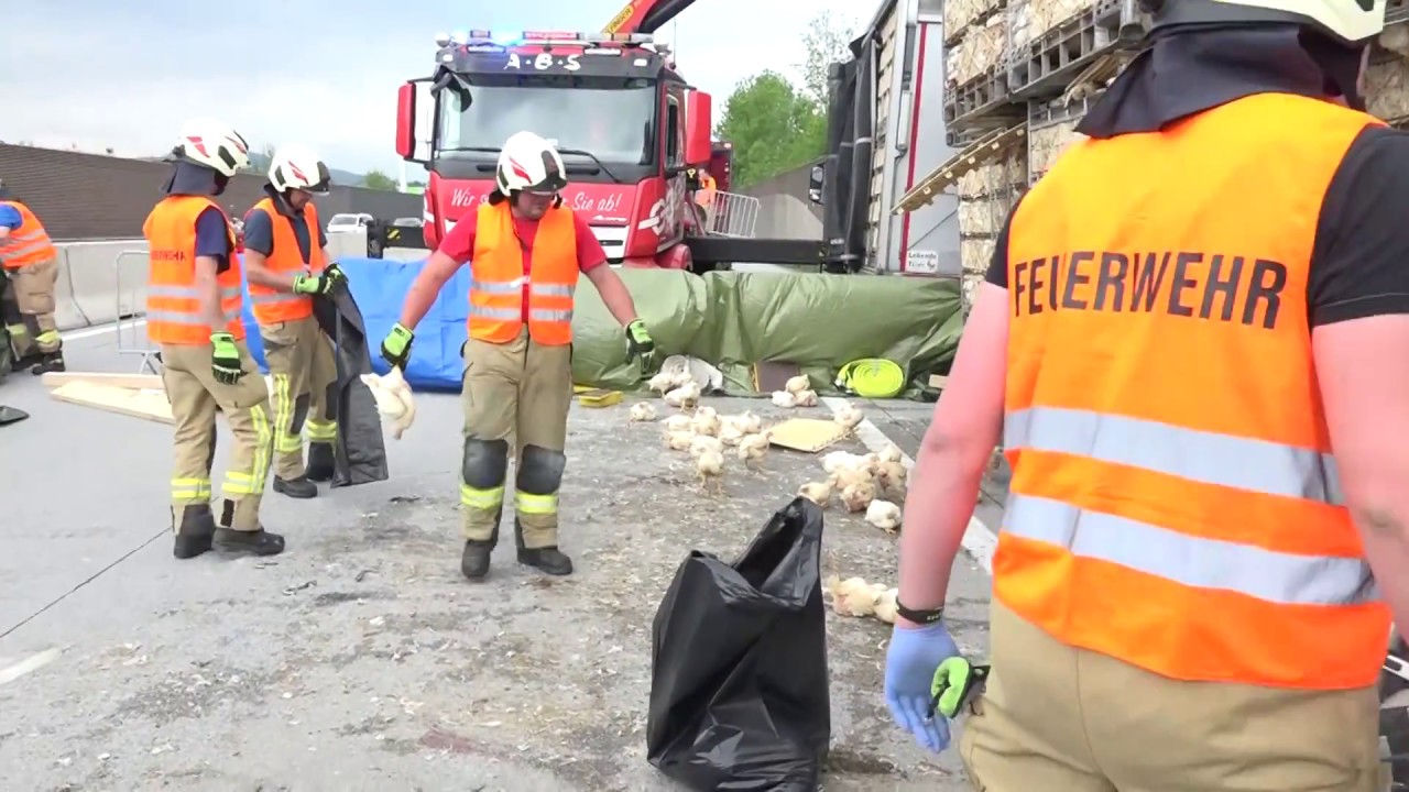 Unfallhorror Tiertransport verunglückt