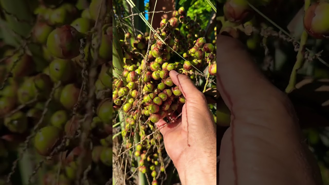 Jelly Palm Tree Fruit 🌴 #palm #jellypalm #fruit #rarefruit
