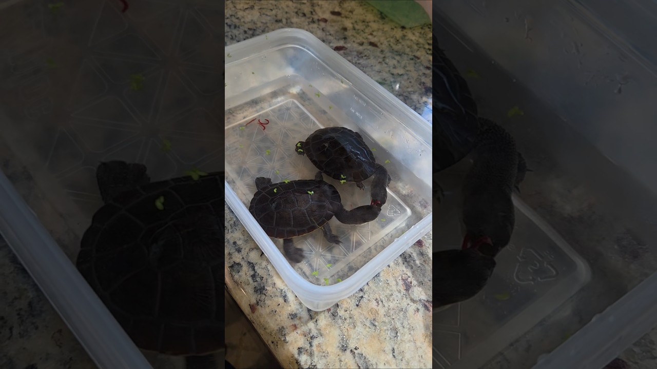 My friend Wendy feeding her Snake Neck turtles. 
