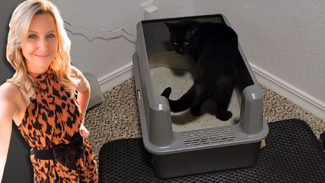 Extra Large Stainless Steel Cat Litter Box | Review + Demo
