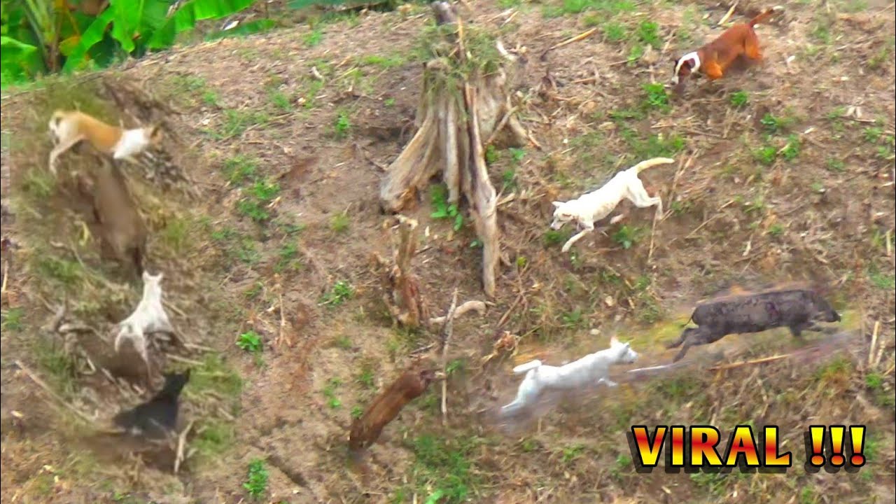 VIRAL Puluhan Ekor Babi Hutan Terkepung di Kebun Jagung