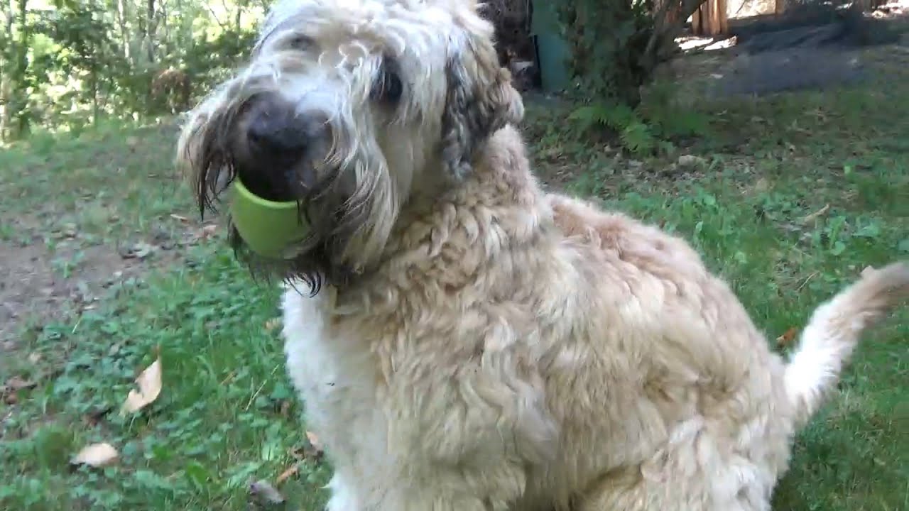 Wheaten Terrier Pup | Colour Me Happy