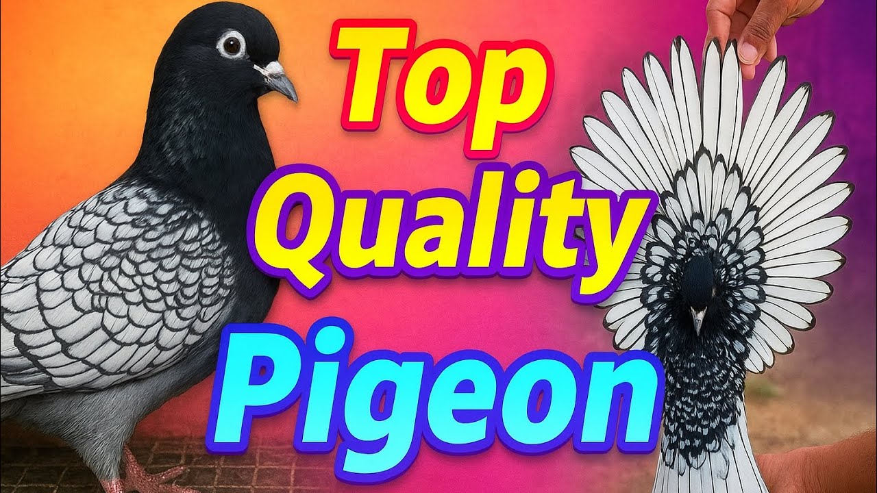 2025 Top fancy pigeon show // fancy birds #pigeon #pigeonhouse #fancyanimal #kabutar 