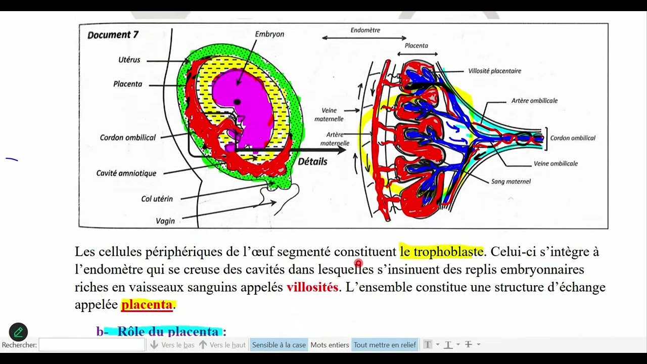 Développement embryonnaire : 1ers stades + rôle du placenta & hormones de grossesse (4ème ScExp)