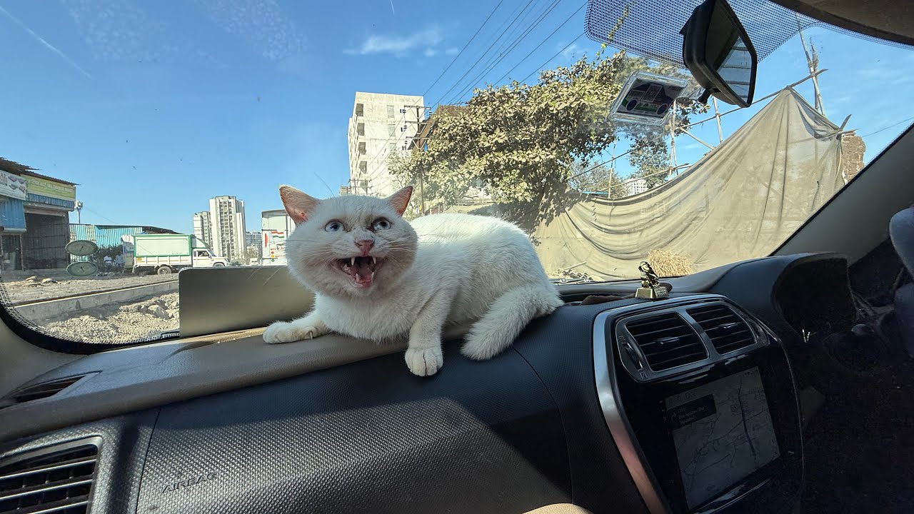 Persian cat (SNOWBELL)        