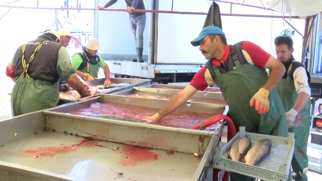 Ordu&rsquo;dan Rusya ve Japonya&rsquo;ya Havuz Balığı İhracatı