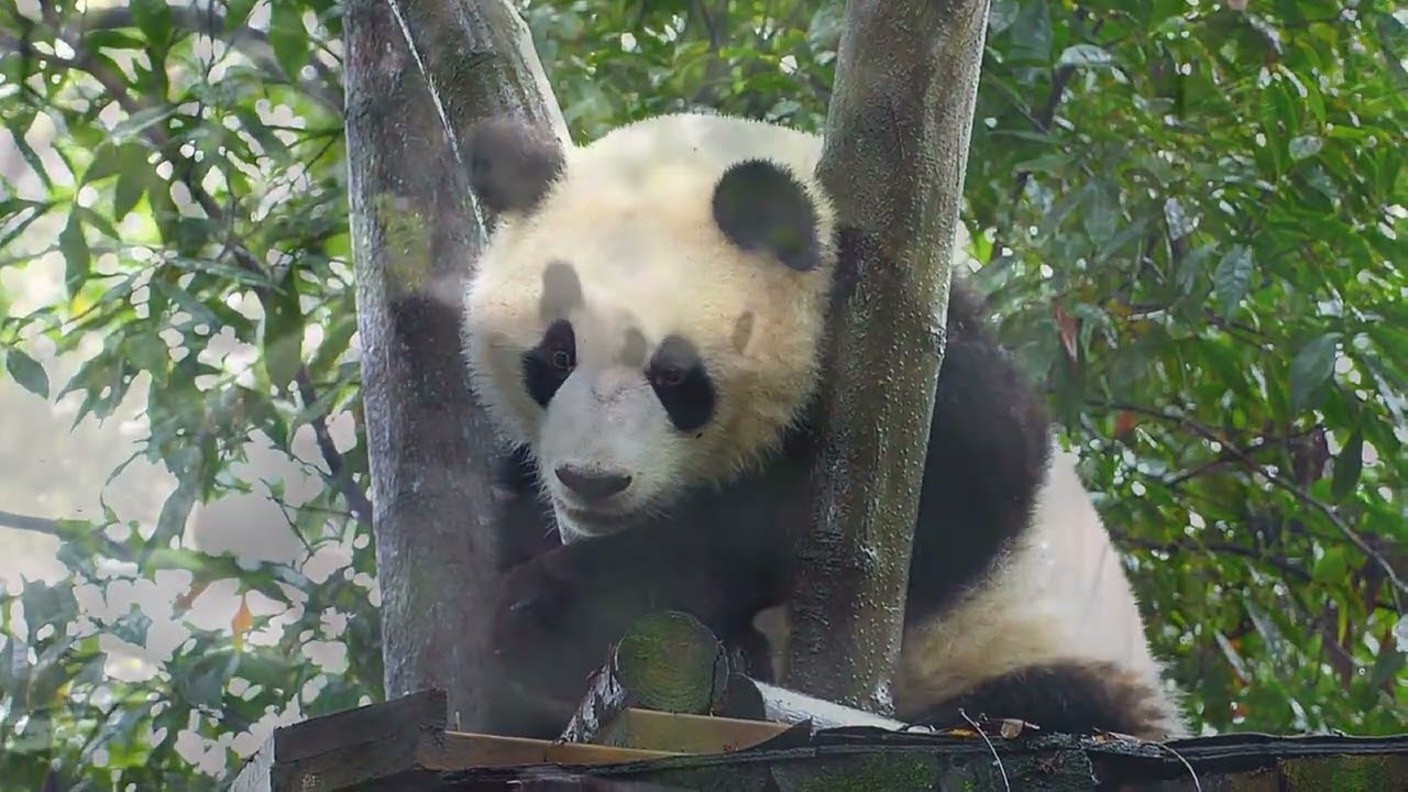 Happy National Panda Day 🐼 | A Gentle Reminder That Conservation Works