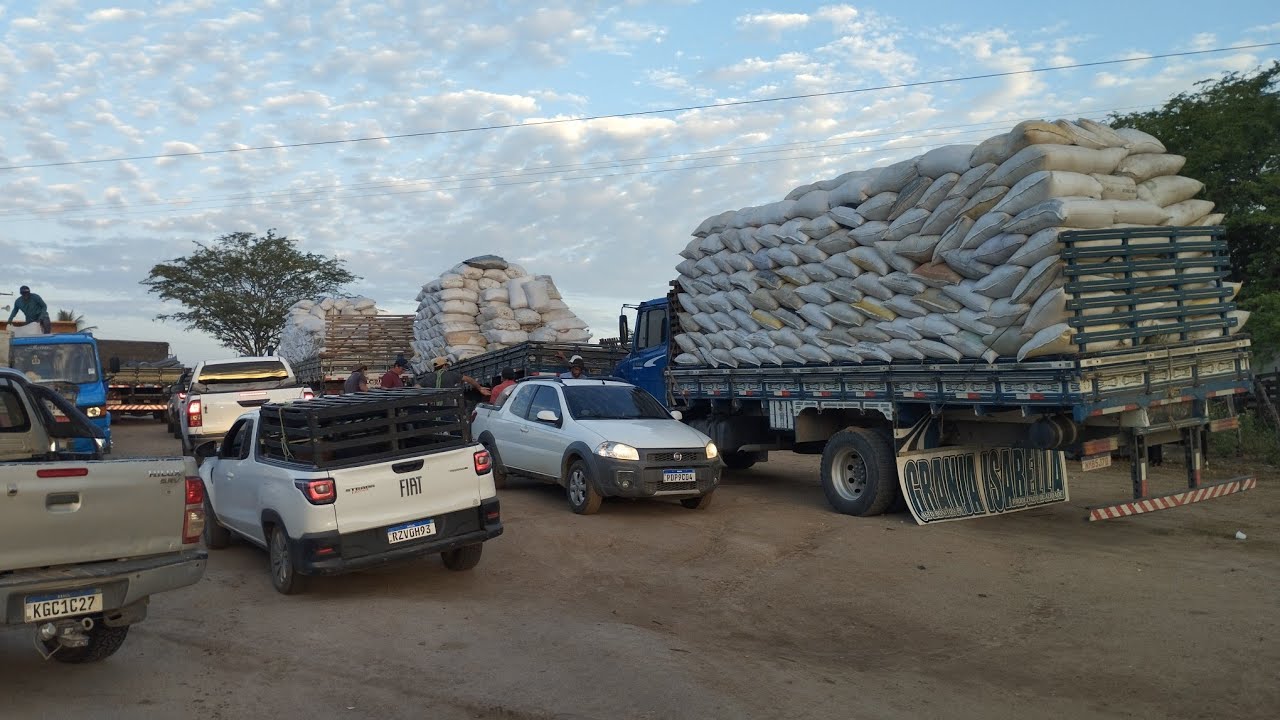 Cama de galinha,maniva e silagem barato na feira de gado em Caruaru.. veja 