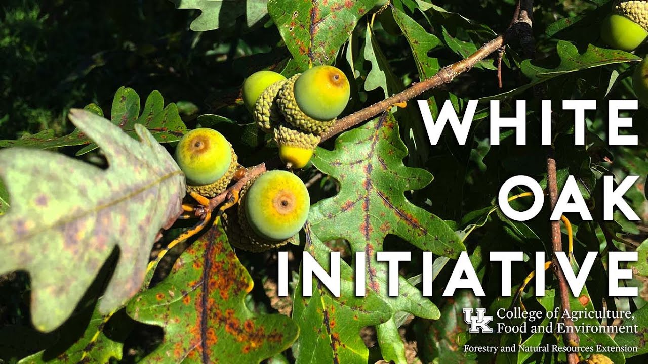 White Oak Initiative