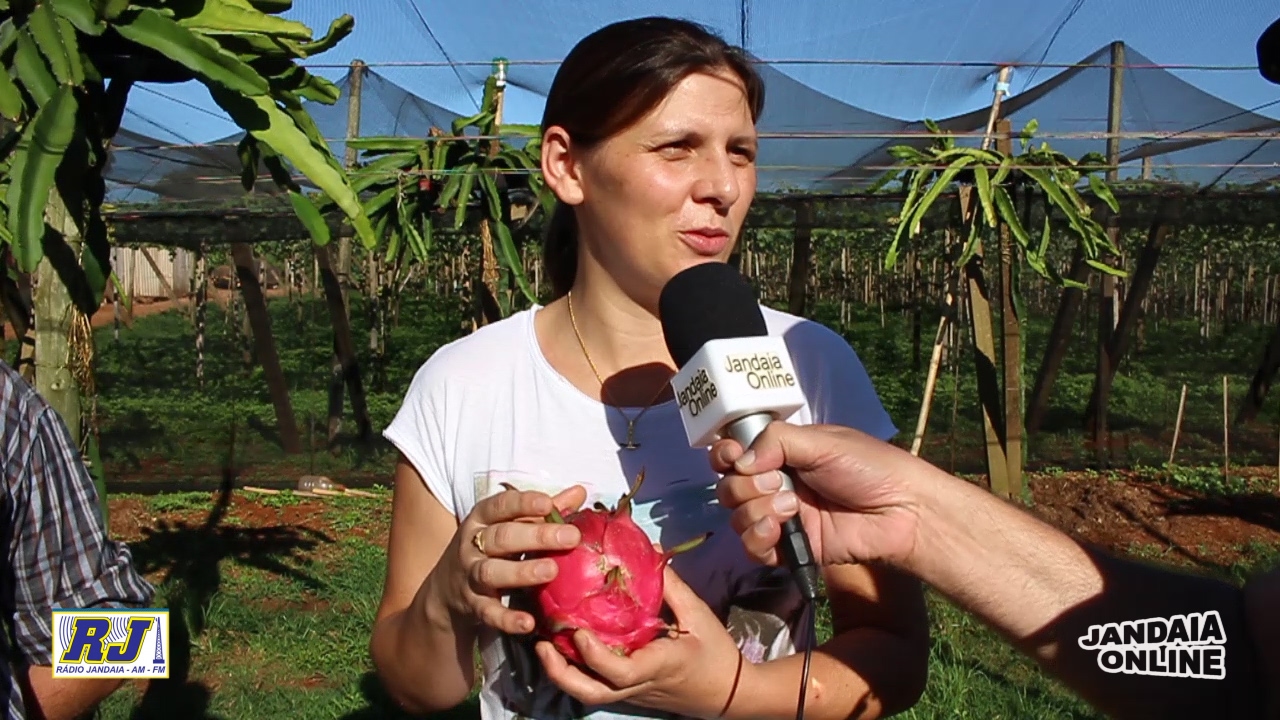 Agricultores apostam na produção de pitaia