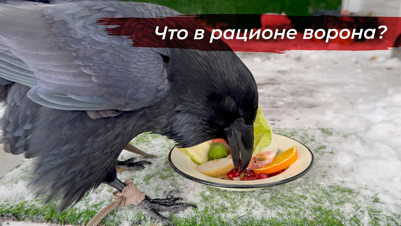 Что любит есть Гоша? Разнообразие питания ворона