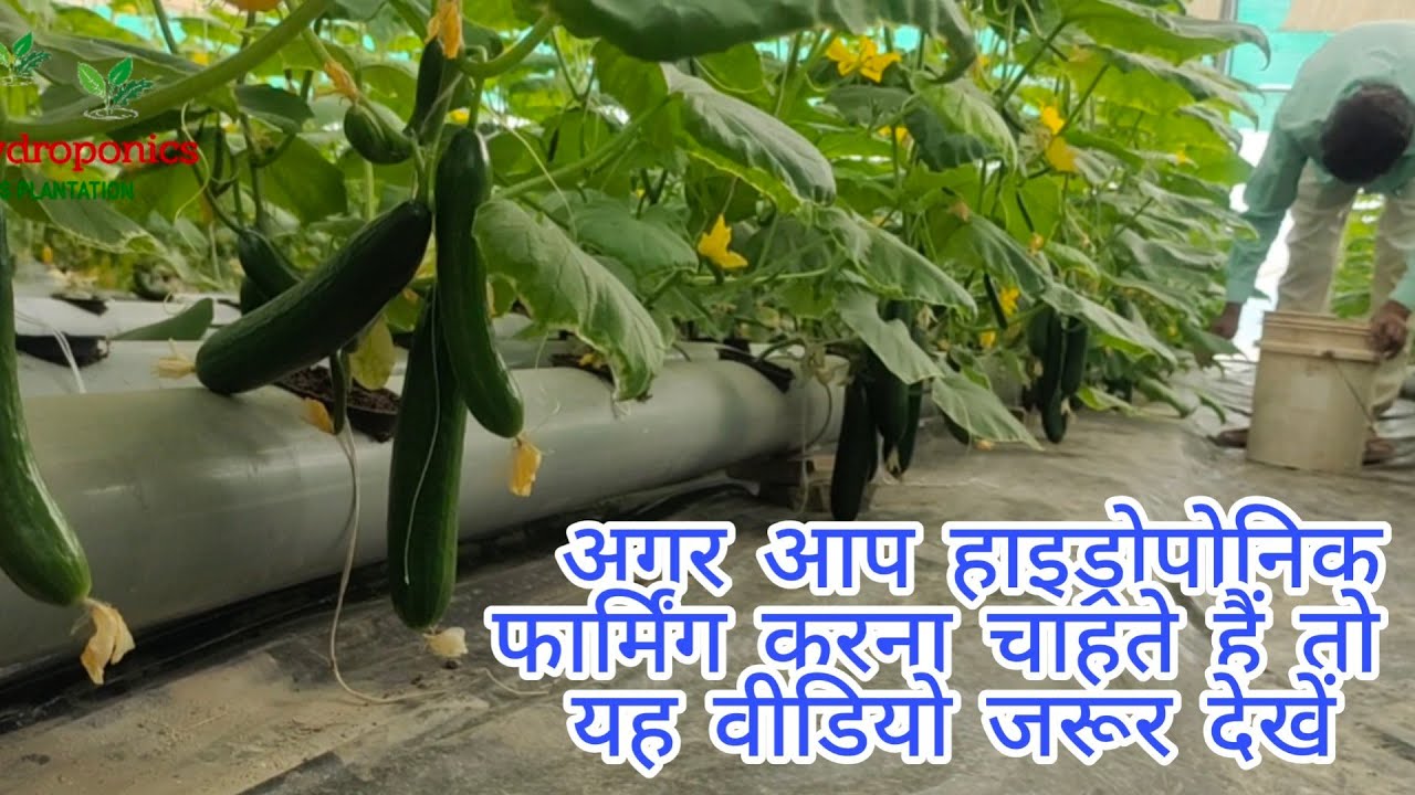 Hydroponics Commercial Farm