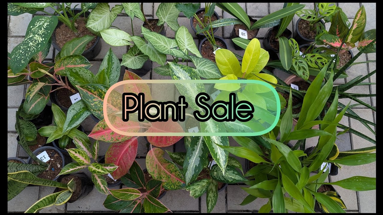 Plant Sale - 02 (01/12) | Whatsapp - 0767544727