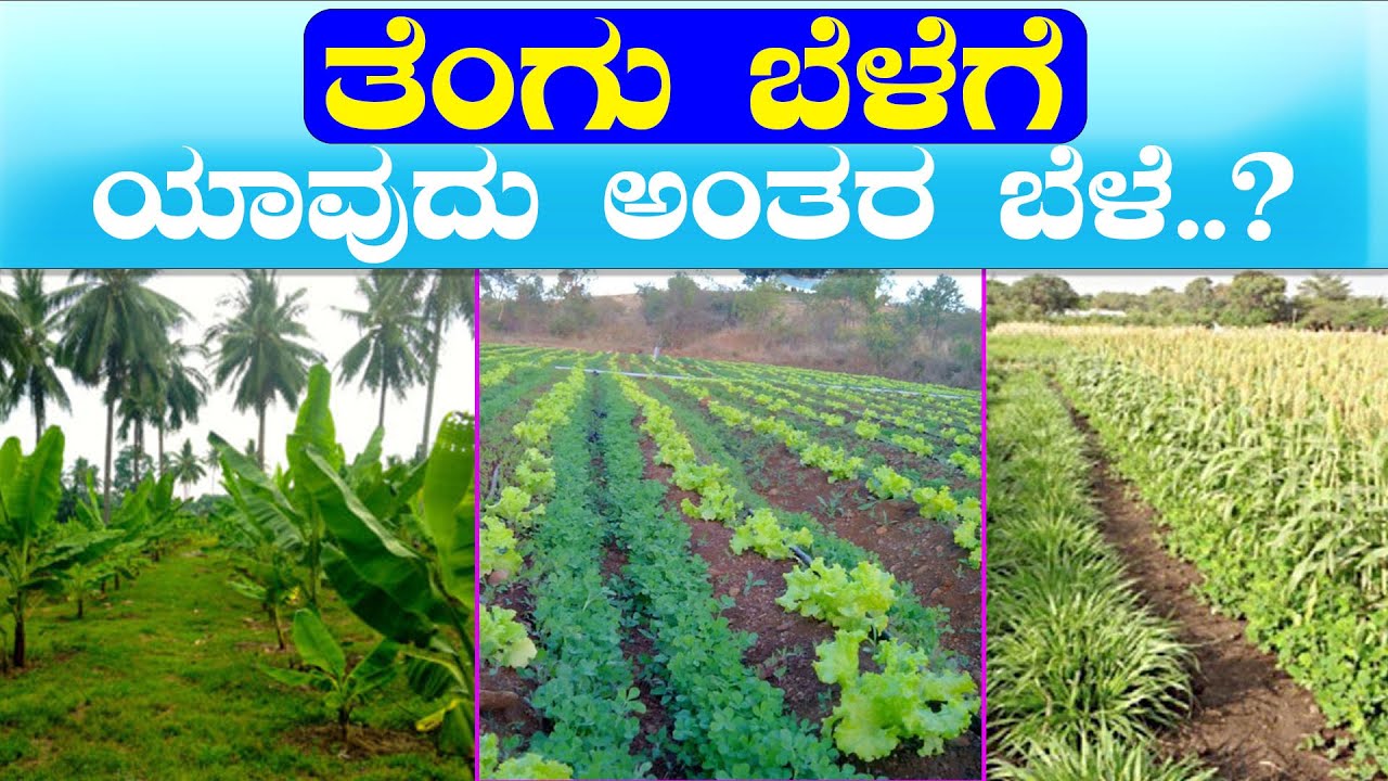 ತೆಂಗಿನಲ್ಲಿ ಅಂತರ ಬೆಳೆ ಬೆಳೆಯುವುದು ಹೇಗೆ..? Best intercrop in coconut