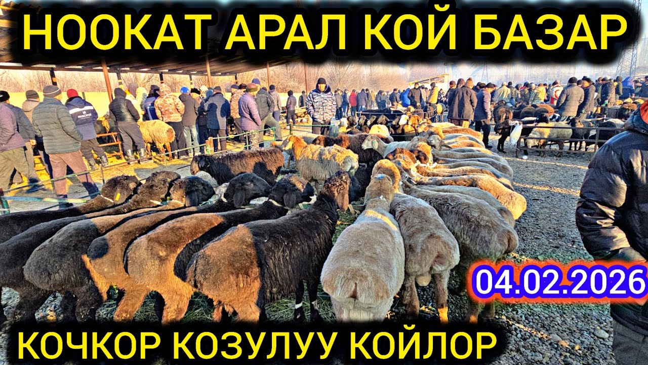 НООКАТ АРАЛ КОЙ КОЧКОР БАЗАР 04.02.26 #байкж 