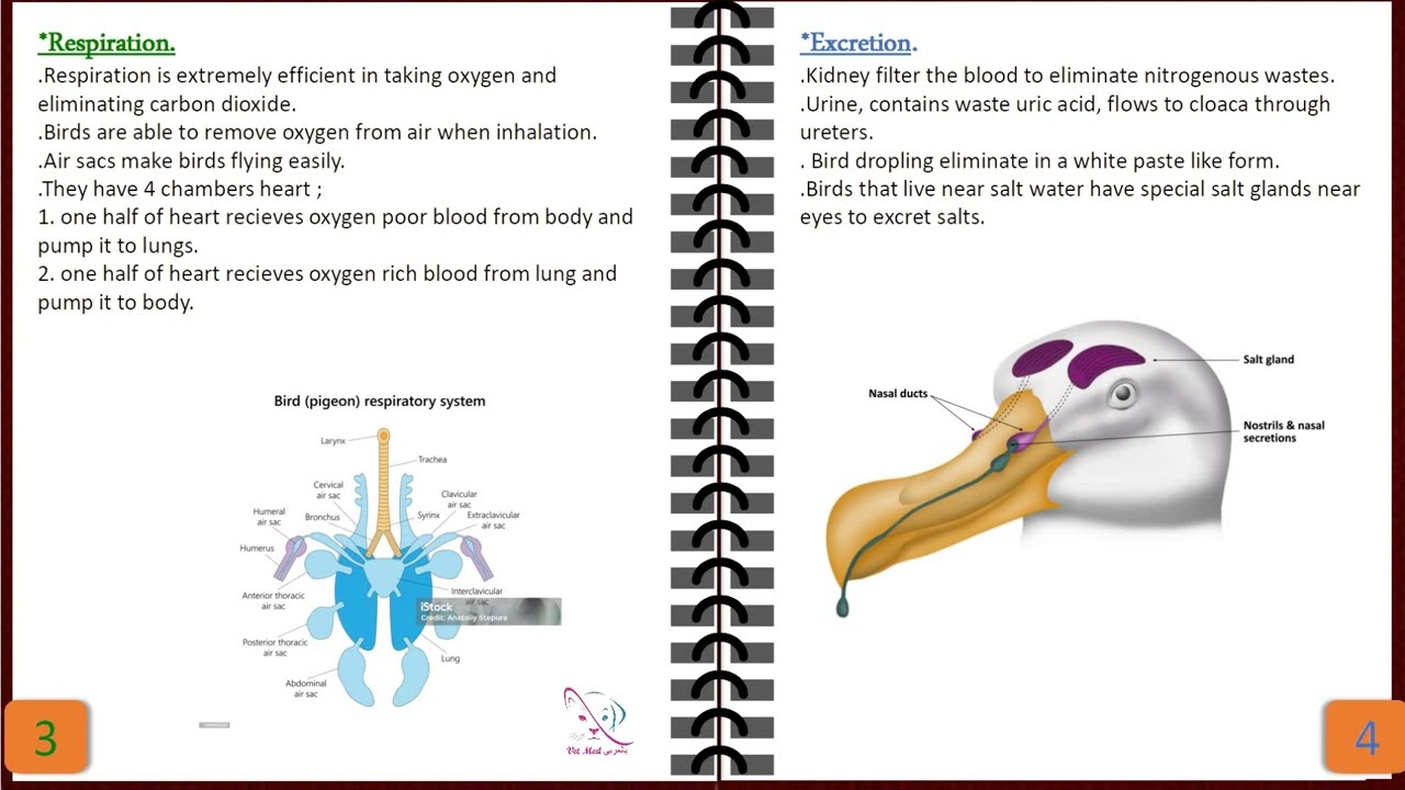 01. Avian Anatomy lecture 1 (part 1 / 2)