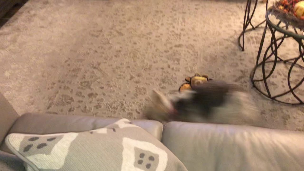 Wire Fox Terriers are Crazy