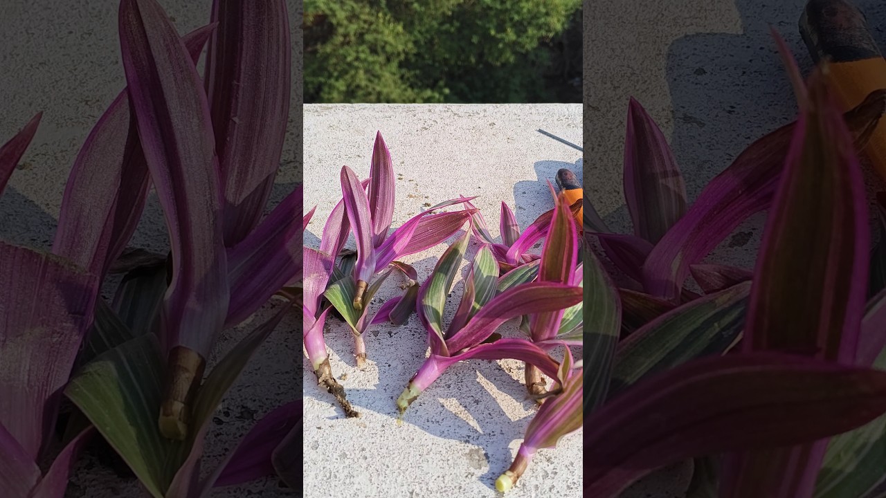 This Purple Plant Multiplies Like Magic 😍 Rhoeo Propagation#viral #plants #houseplant