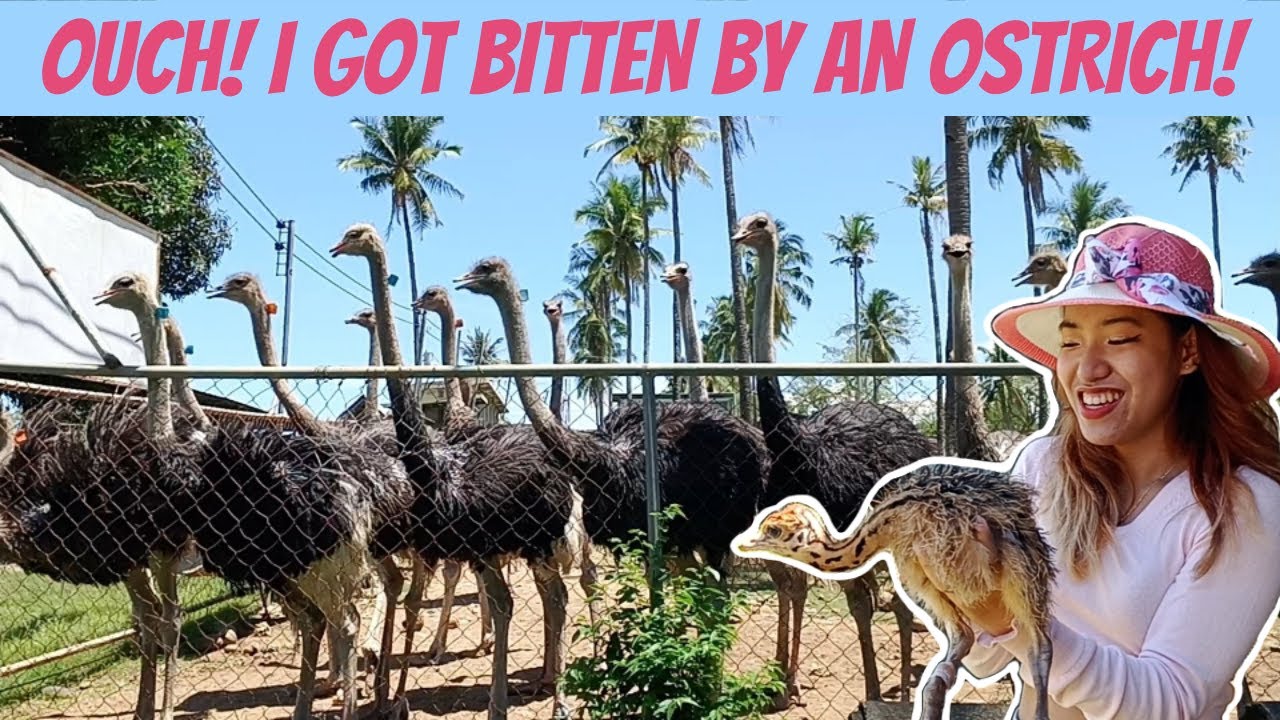 VLOG #11 PHILIPPINE OSTRICH & CROCODILE FARM IN CDO  I Visiting Ostrich & Croc Farm, Malanang Opol