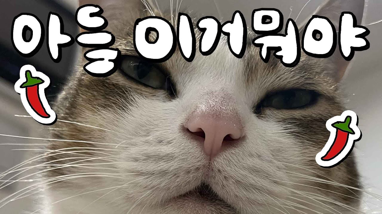 고양이가 꾹꾹이 하는데 🌶가…괜찮나요?