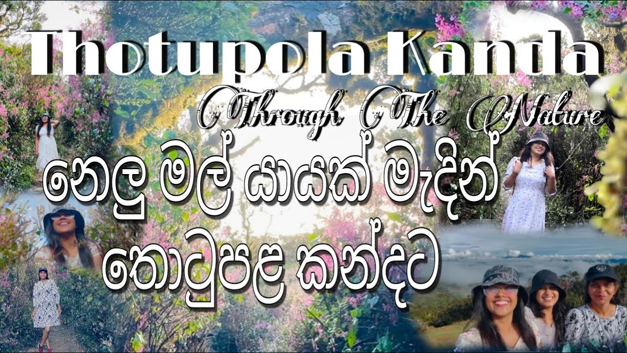 නෙලුමල් යායක් මැදින් තොටුපළ කන්දට ⛰️🌸 Thotupola Kanda 🍀@ThroughTheNature-k2n ☘️ #srilanka #foryou