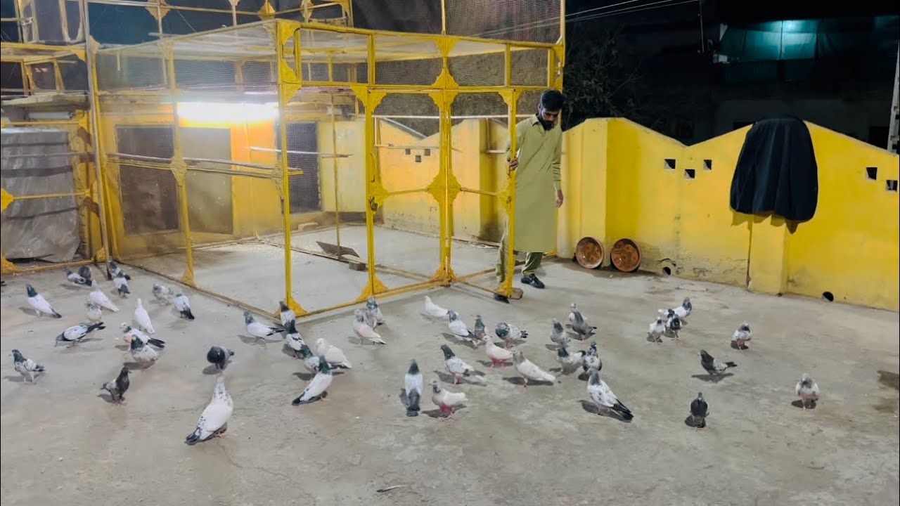 Sub naye bachon ko band k bhr nikal dia 😱 | Dar pigeons club | 