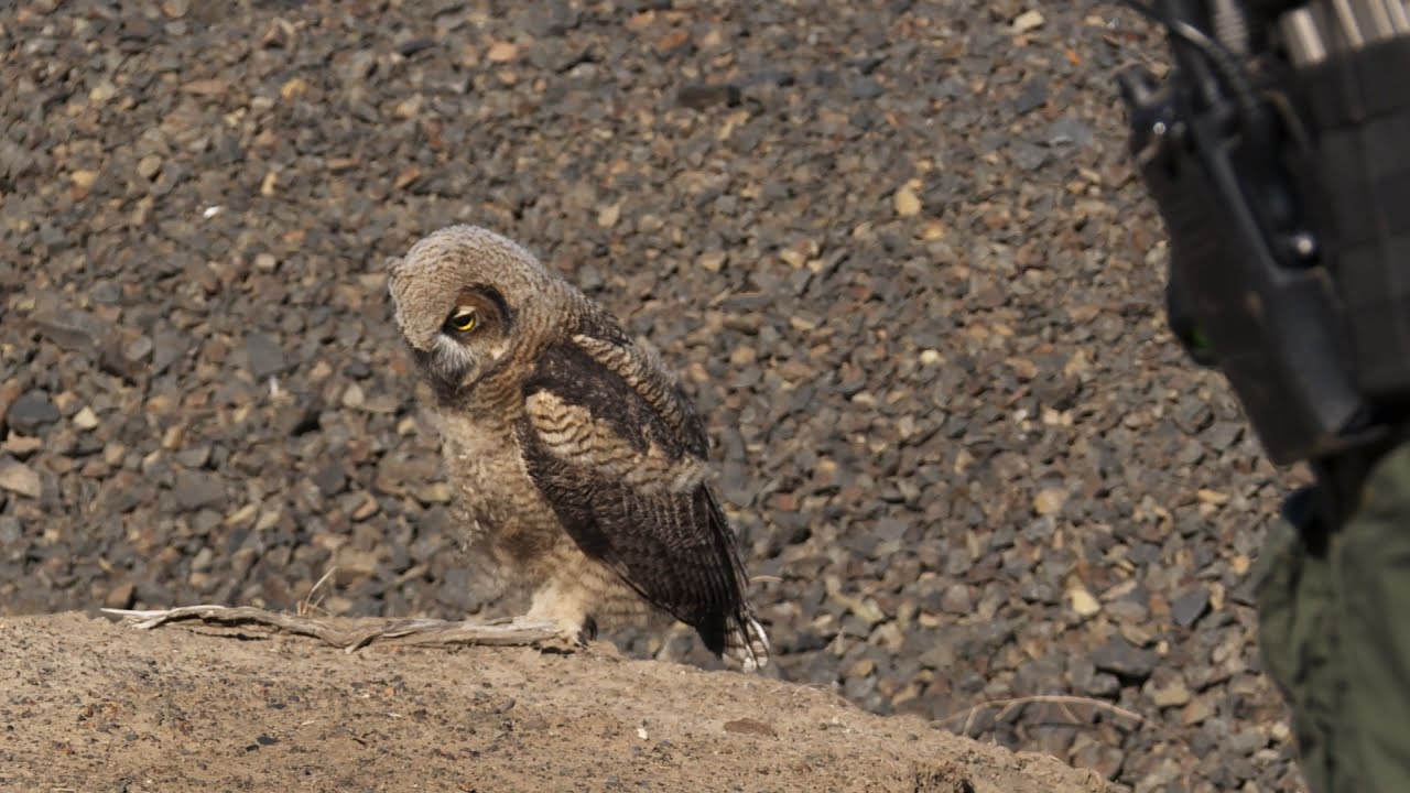 Injured Juvenile Owl Rescued by Fish and Wildlife Officer