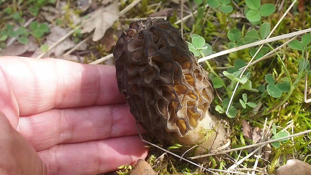 De belles Morilles coniques dans leur habitat