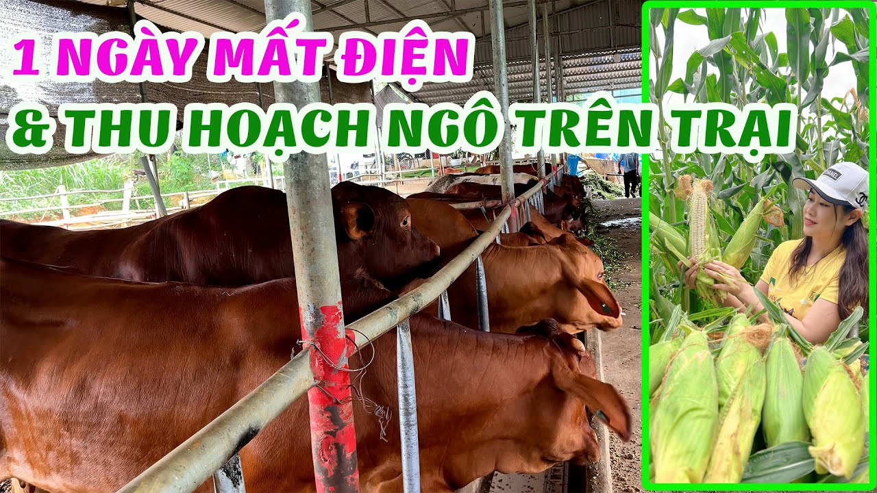 1 Ngày Mất Điện Mà HLT Phải Lên Trại Sớm & Ngô Nếp Nhà Trồng Đã Được Thu Hoạch