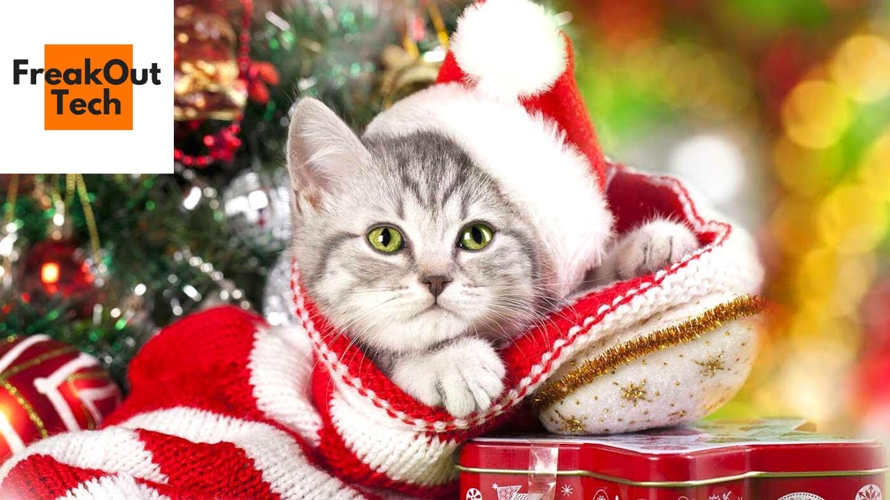 Purrfect Cat Christmas Gift Ideas