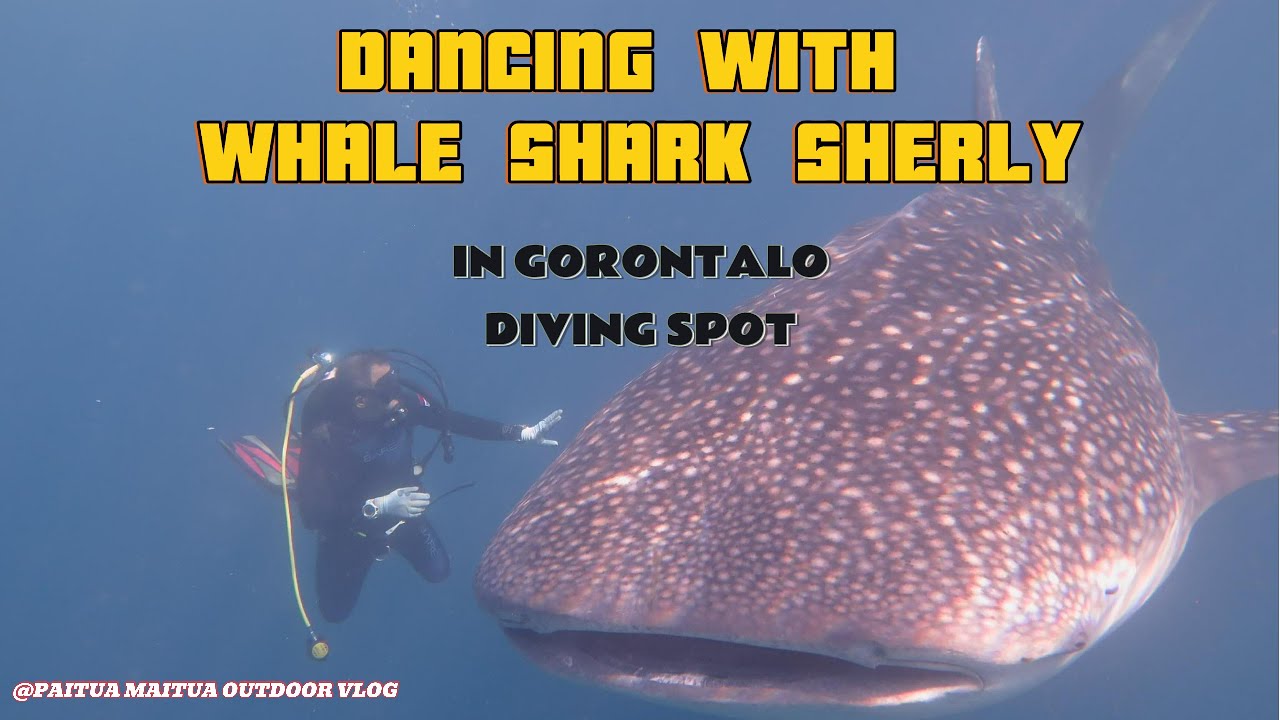 DANCING WITH WHALE SHARK SHERLY 