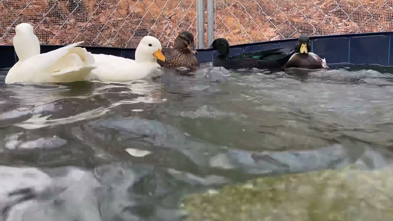 Miniature Ducks Swimming (10 Minute Version)