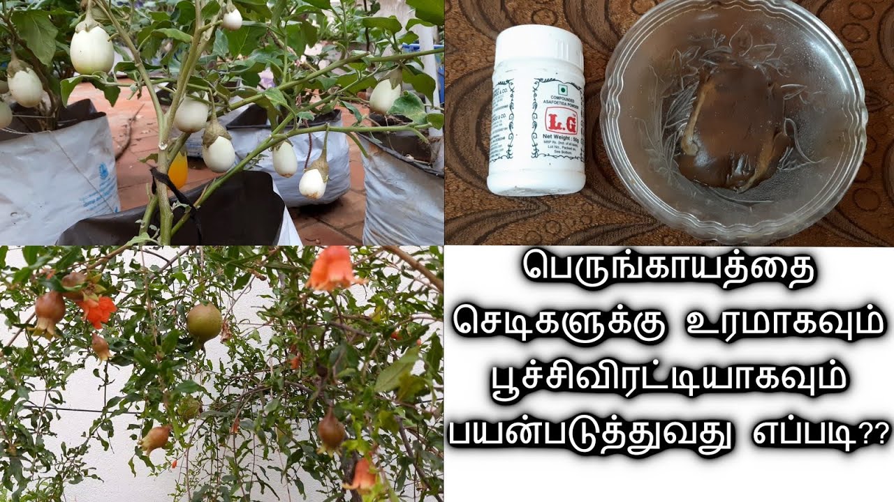 #மாடித்தோட்டம் 