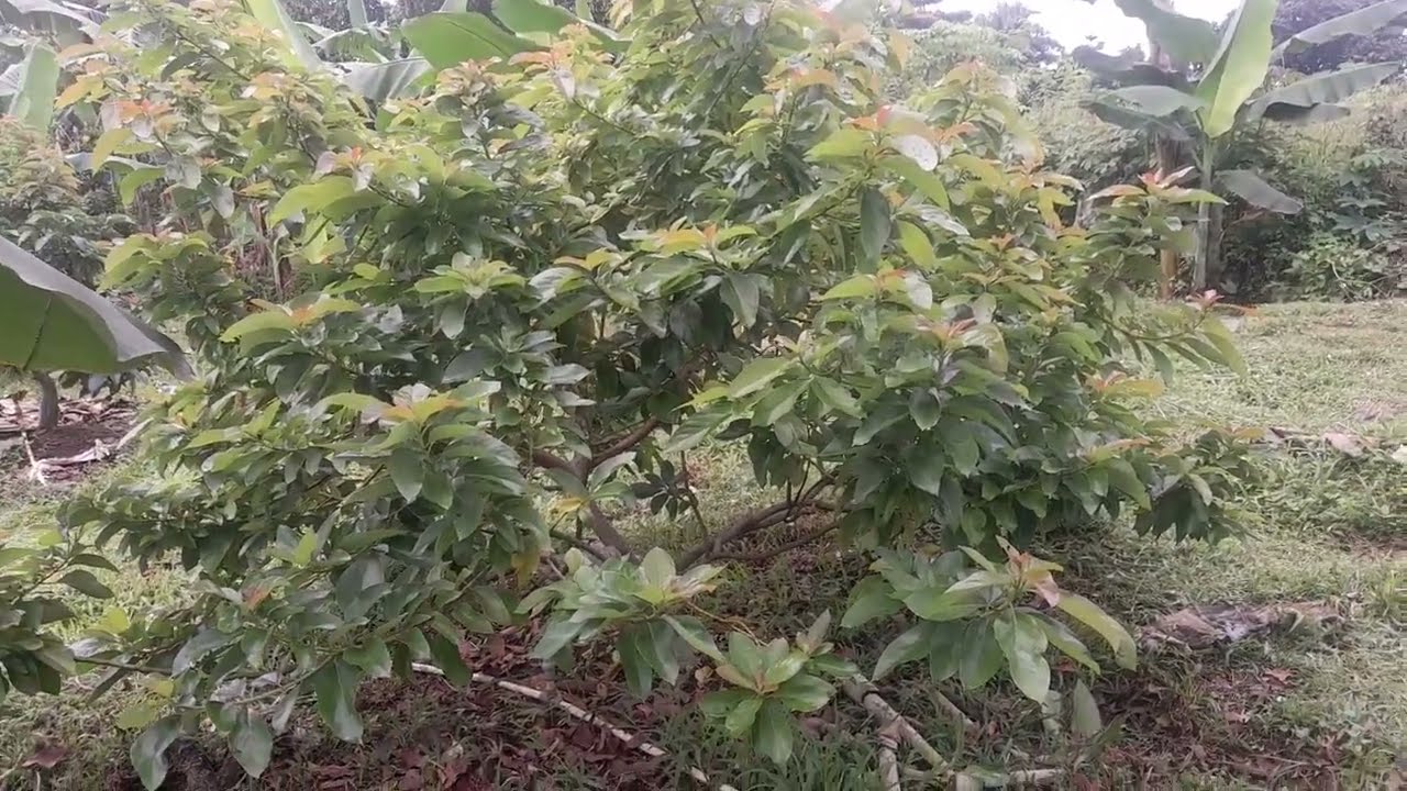 ini kendala membuahkan pohon alpukat