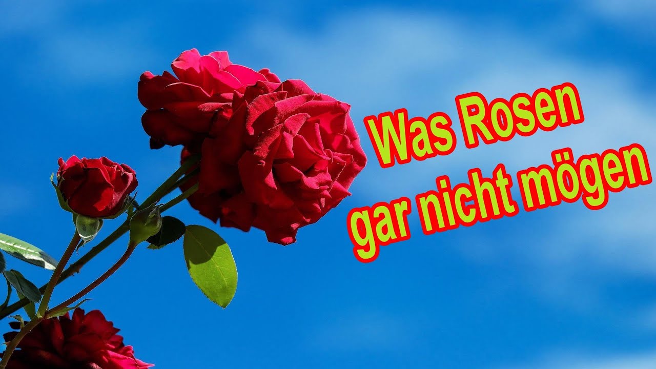 Diese Pflegefehler solltest du bei Rosen vermeiden unbedingt vermeiden!